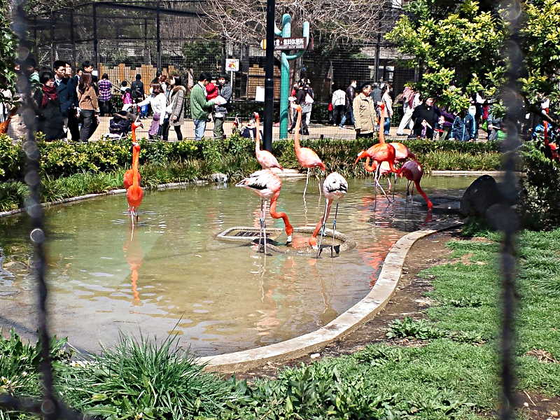 上野動物園 フラミンゴ