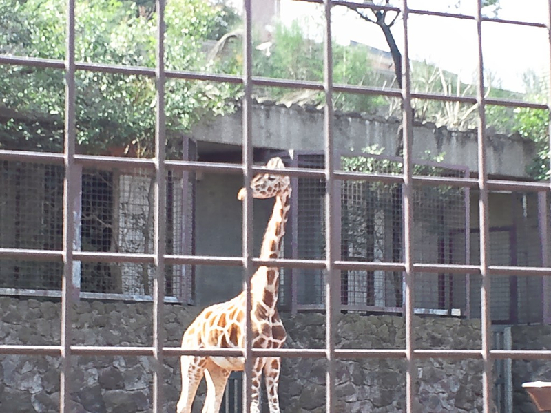 上野動物園 キリン