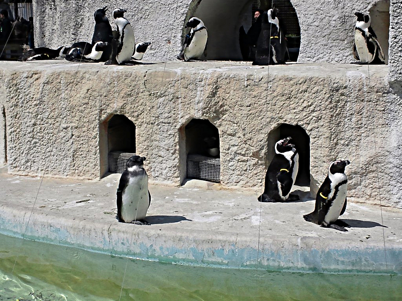 上野動物園 ペンギン