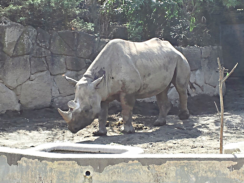 上野動物園 サイ