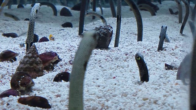 すみだ水族館のチンアナゴ