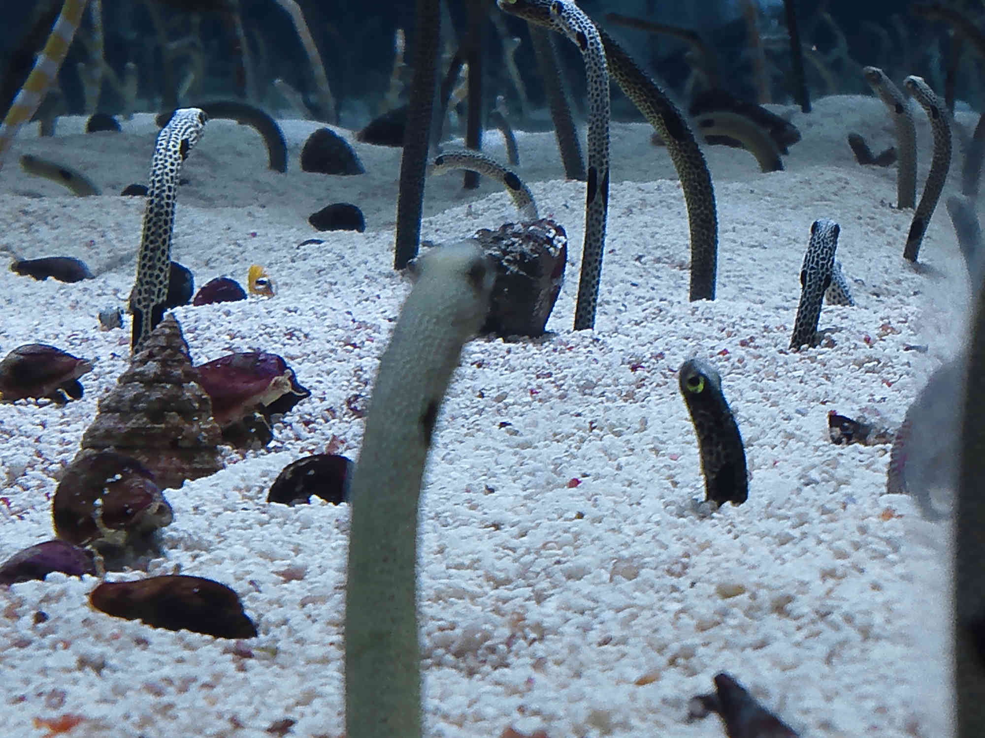 すみだ水族館のチンアナゴ