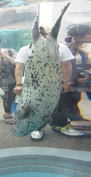 京都水族館 アザラシ