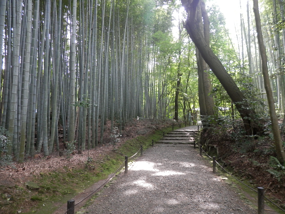 地蔵院 竹林