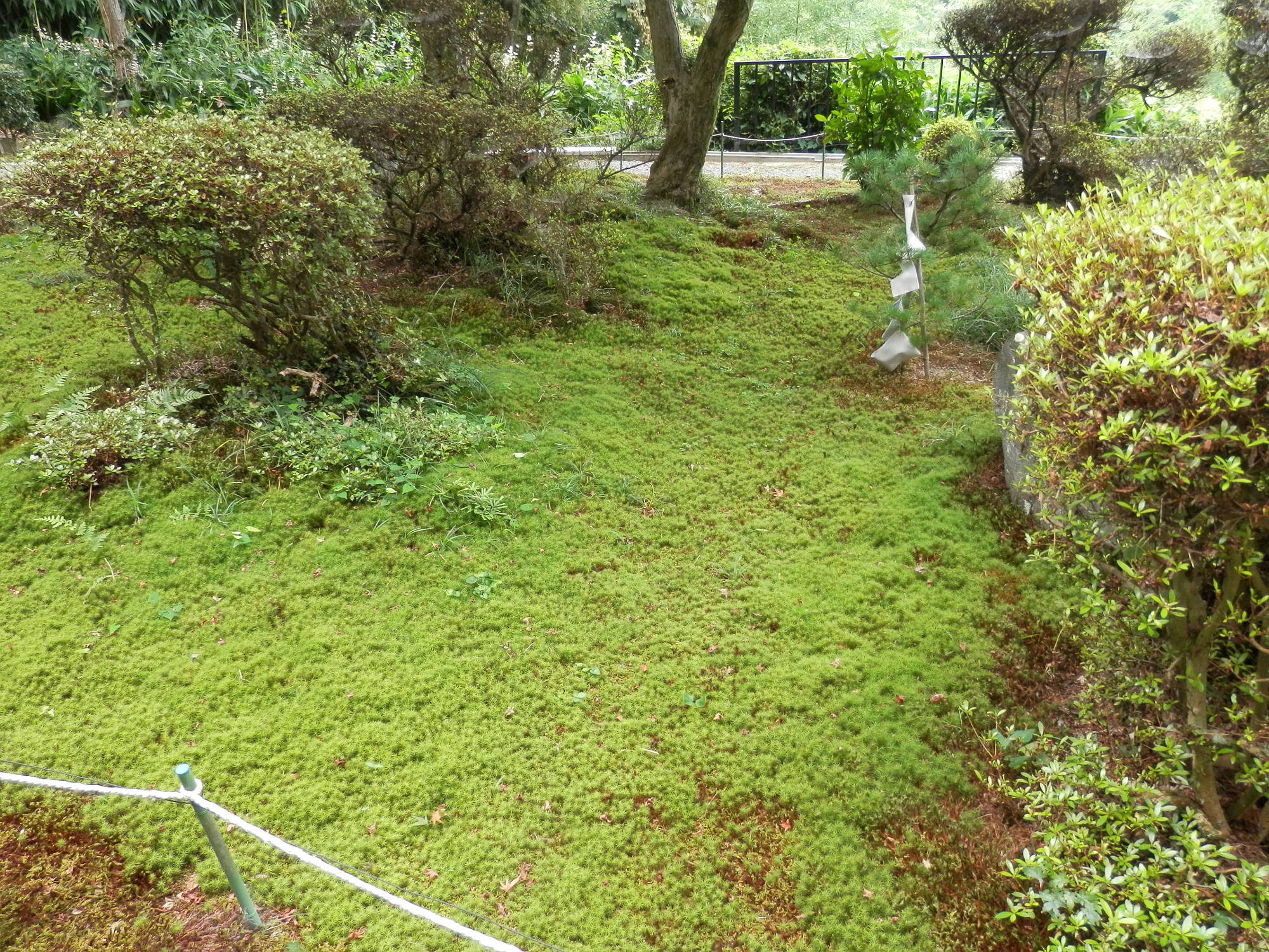 清水寺 苔の庭