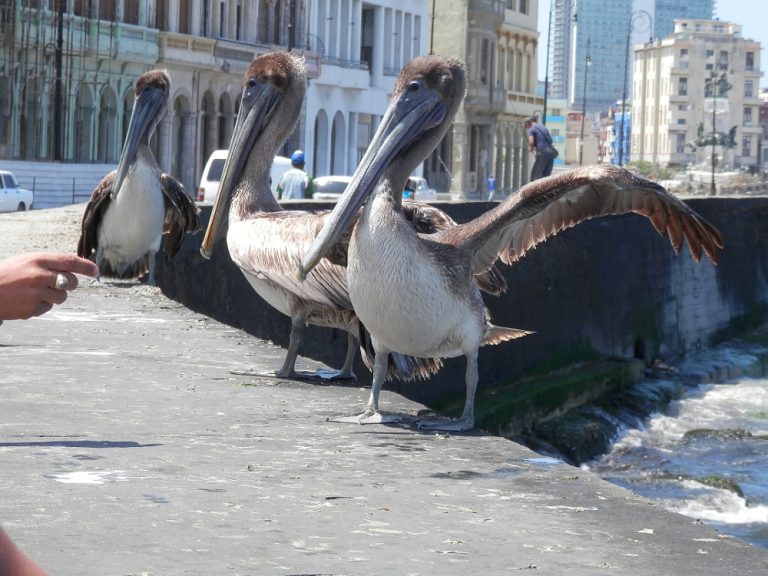 キューバハバナの海岸線