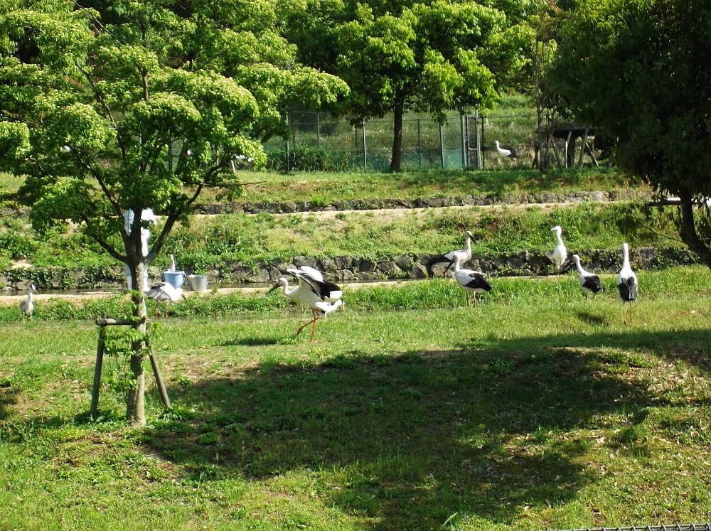 コウノトリのエサの時間