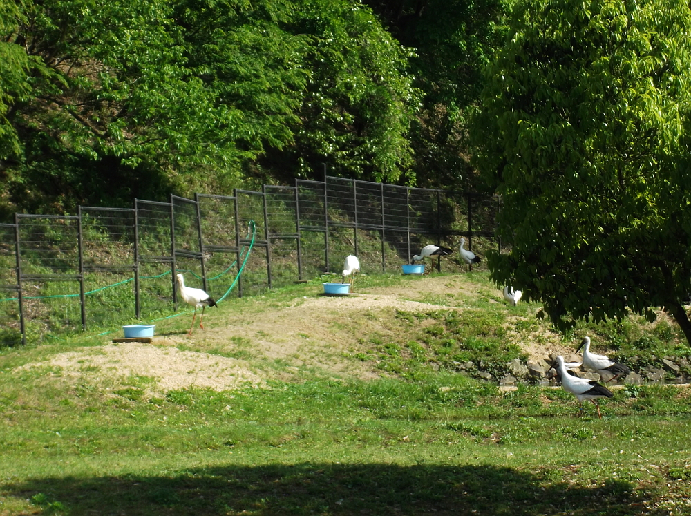 コウノトリのエサの時間