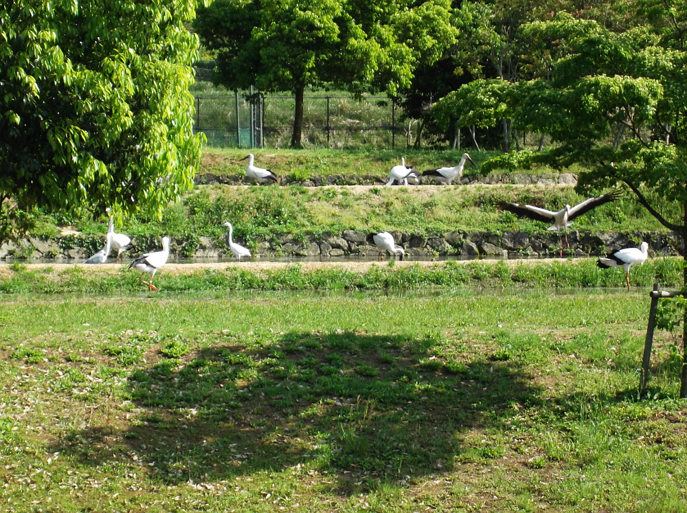 コウノトリのエサの時間