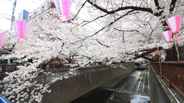 目黒川の桜