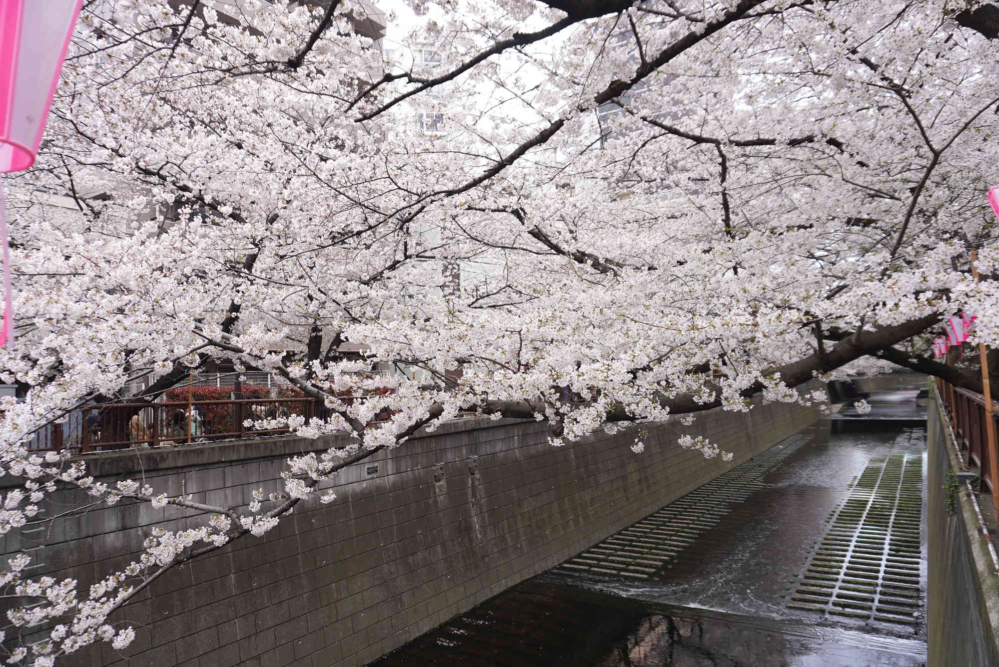 目黒川の桜