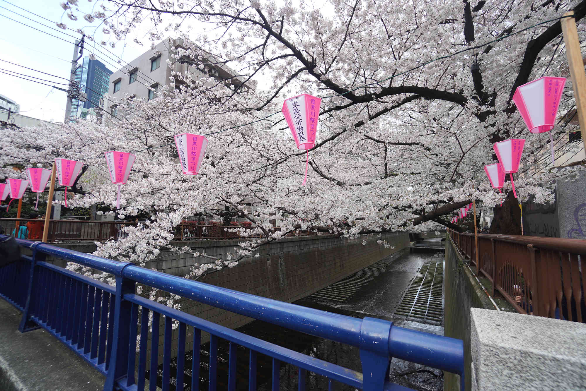 目黒川の桜