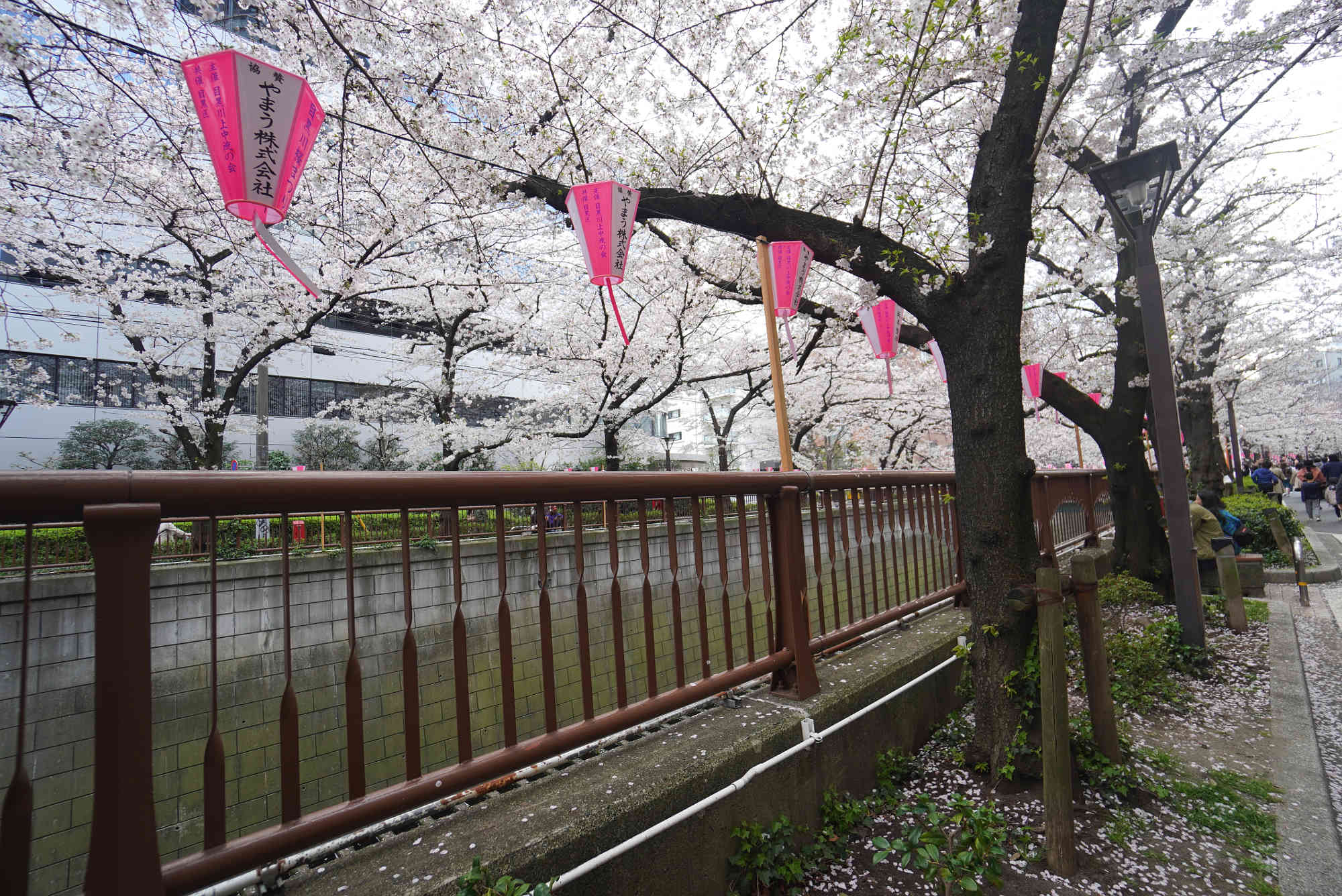 目黒川の桜