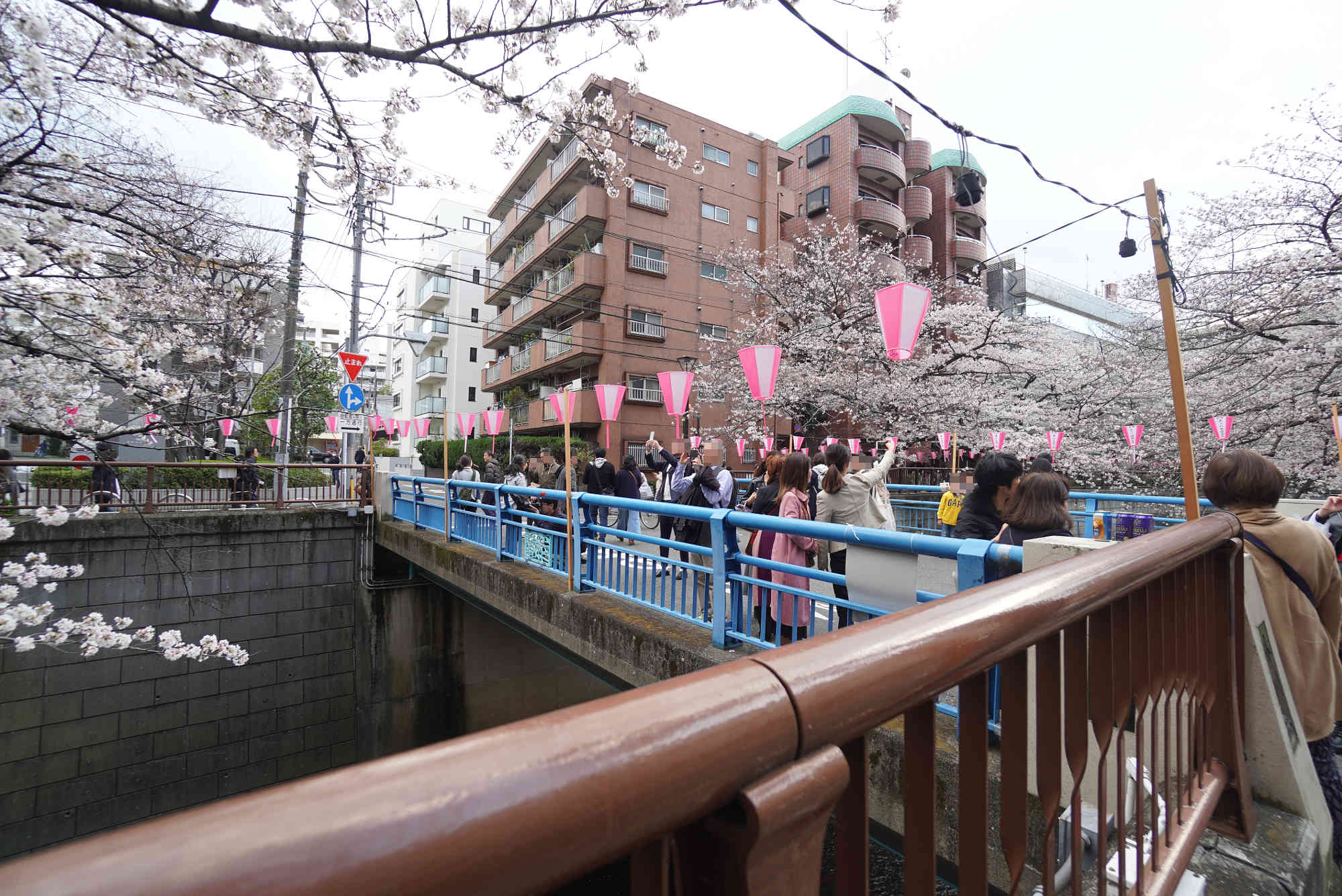 目黒川の桜