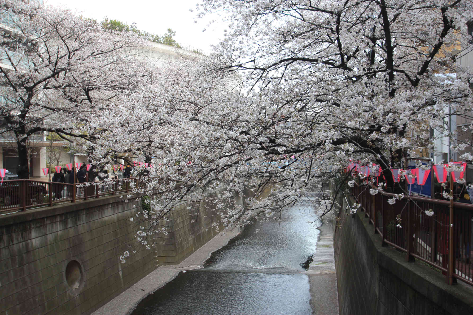 目黒川の桜