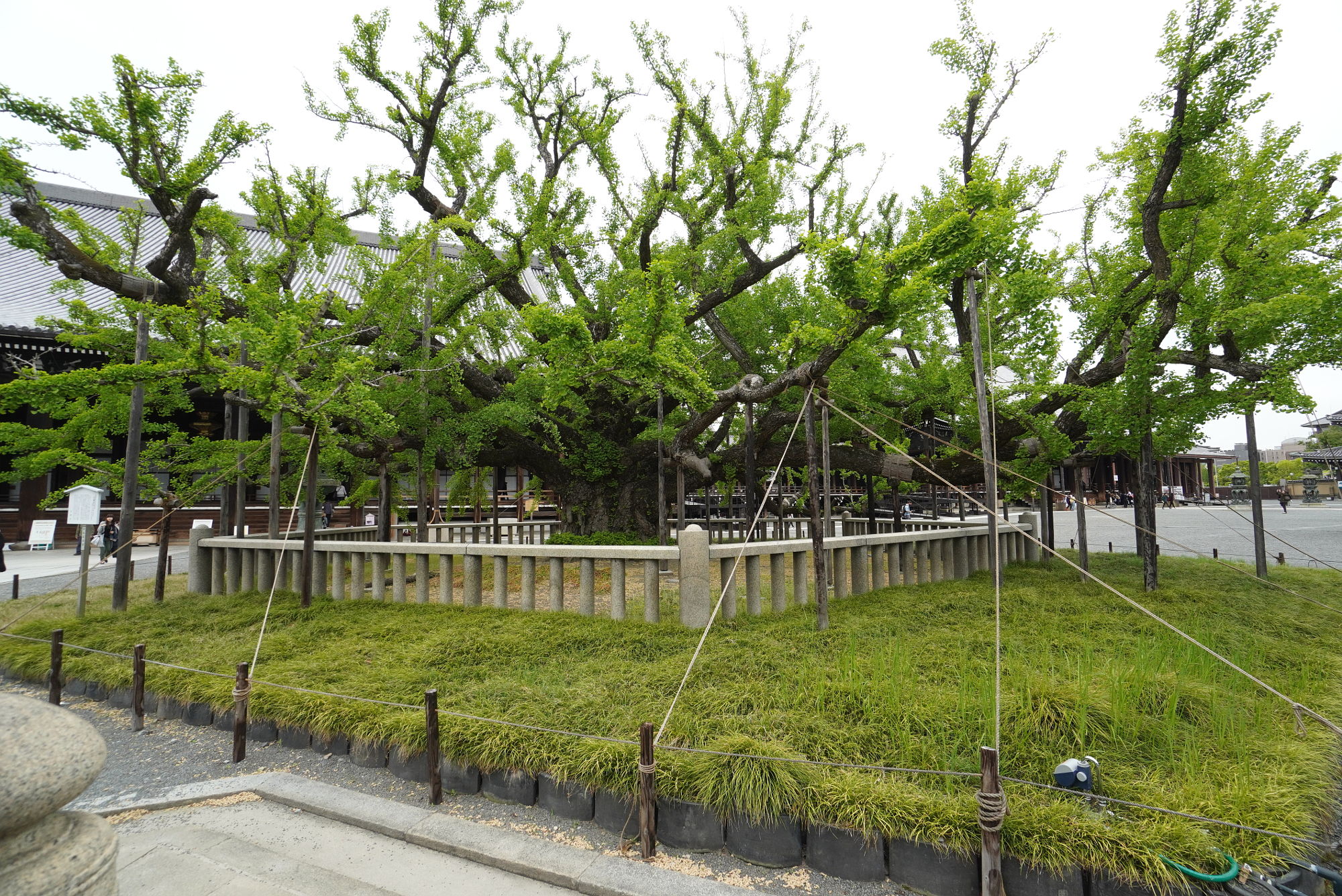 西本願寺 大銀杏（オオイチョウ）