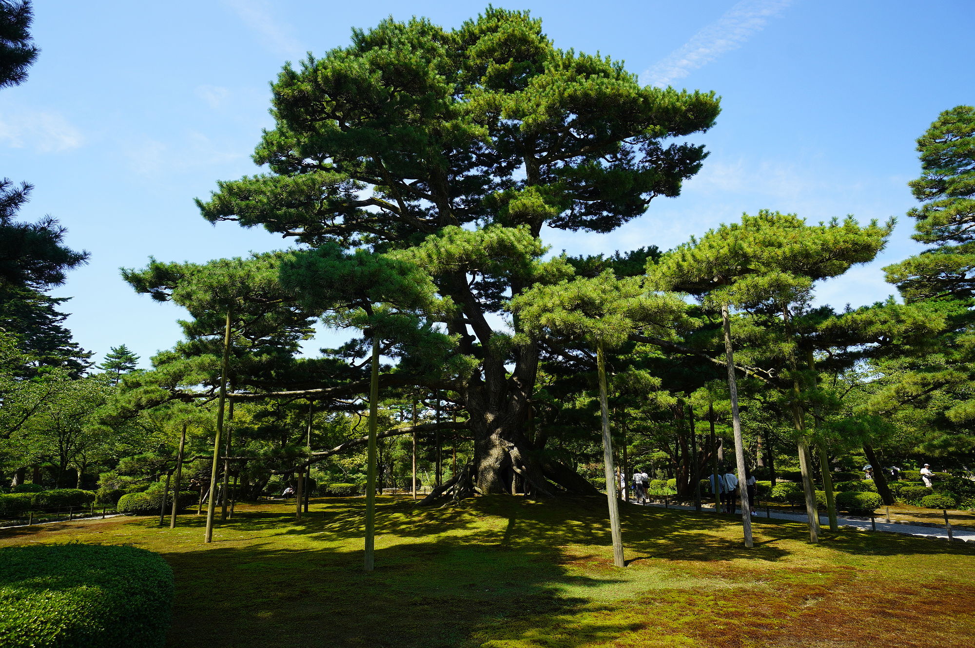 兼六園「根上松」