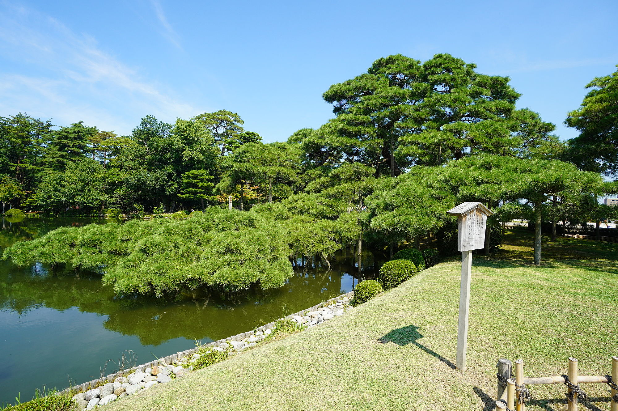 兼六園「唐崎松」