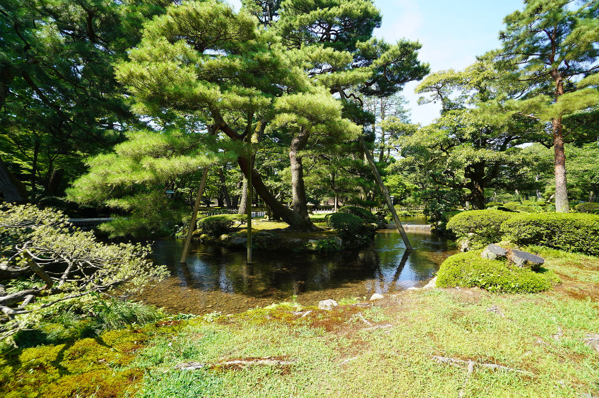 兼六園の松