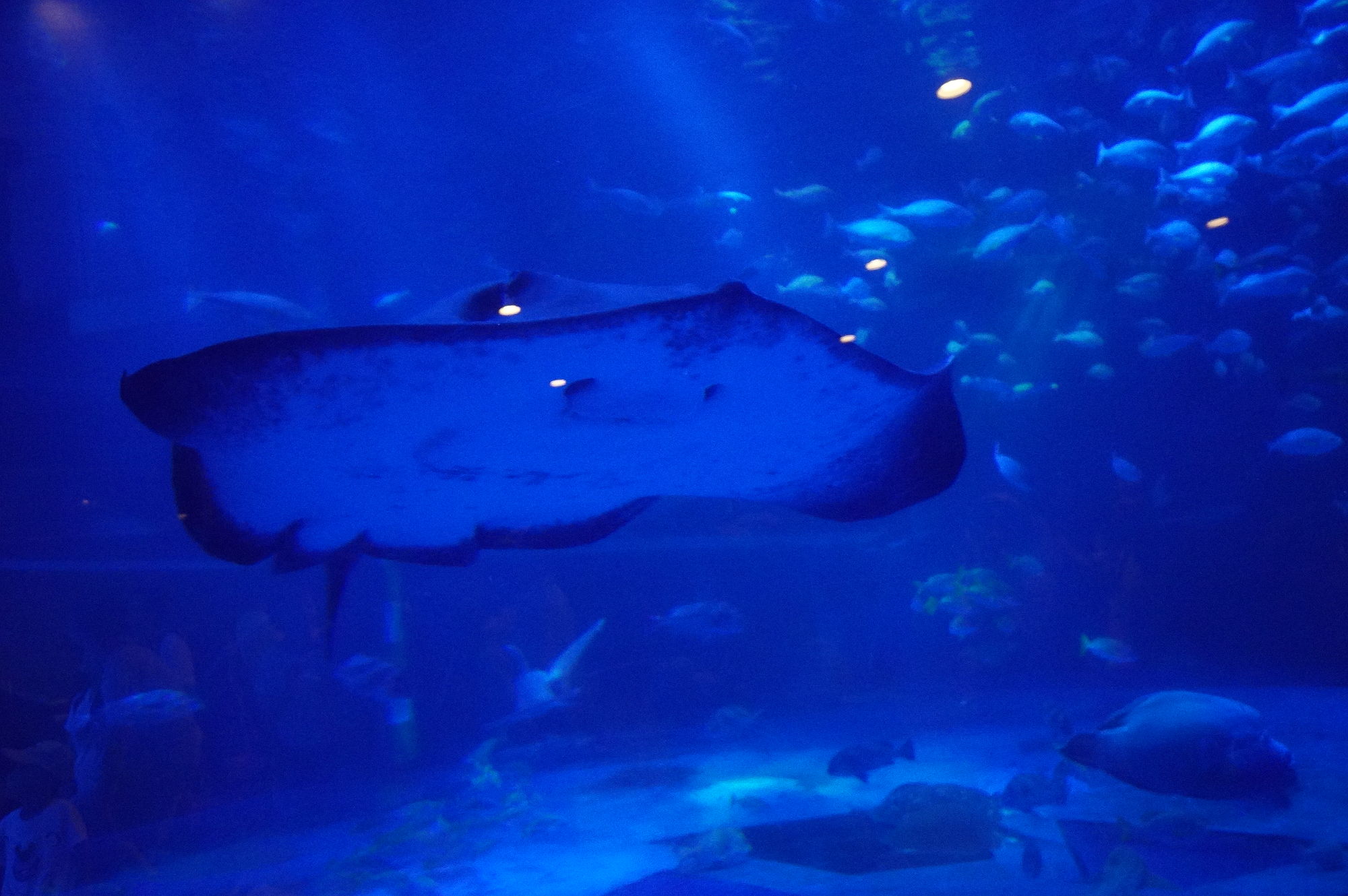 のとじま水族館「エイ」