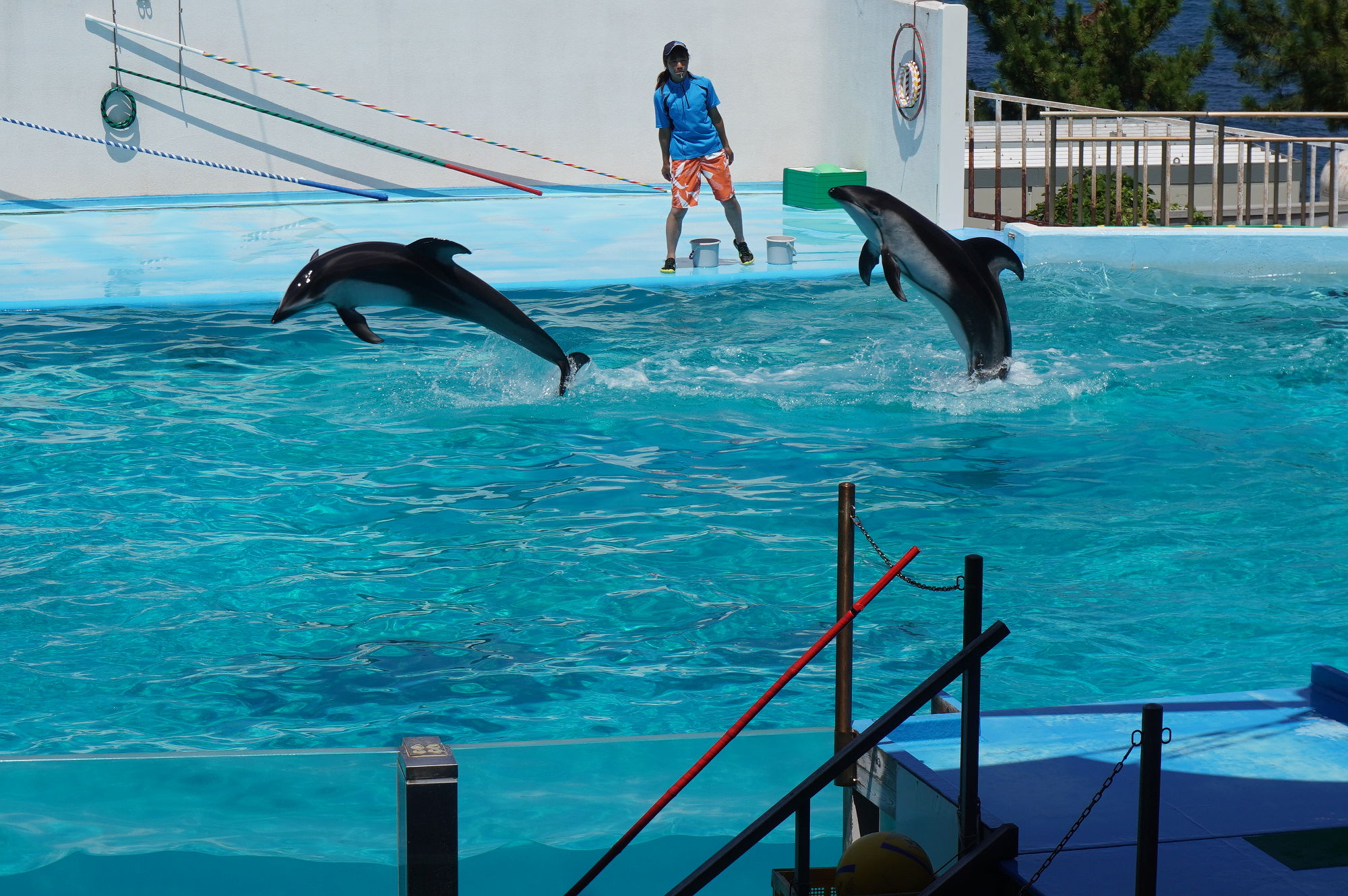 のとじま水族館「イルカショー」