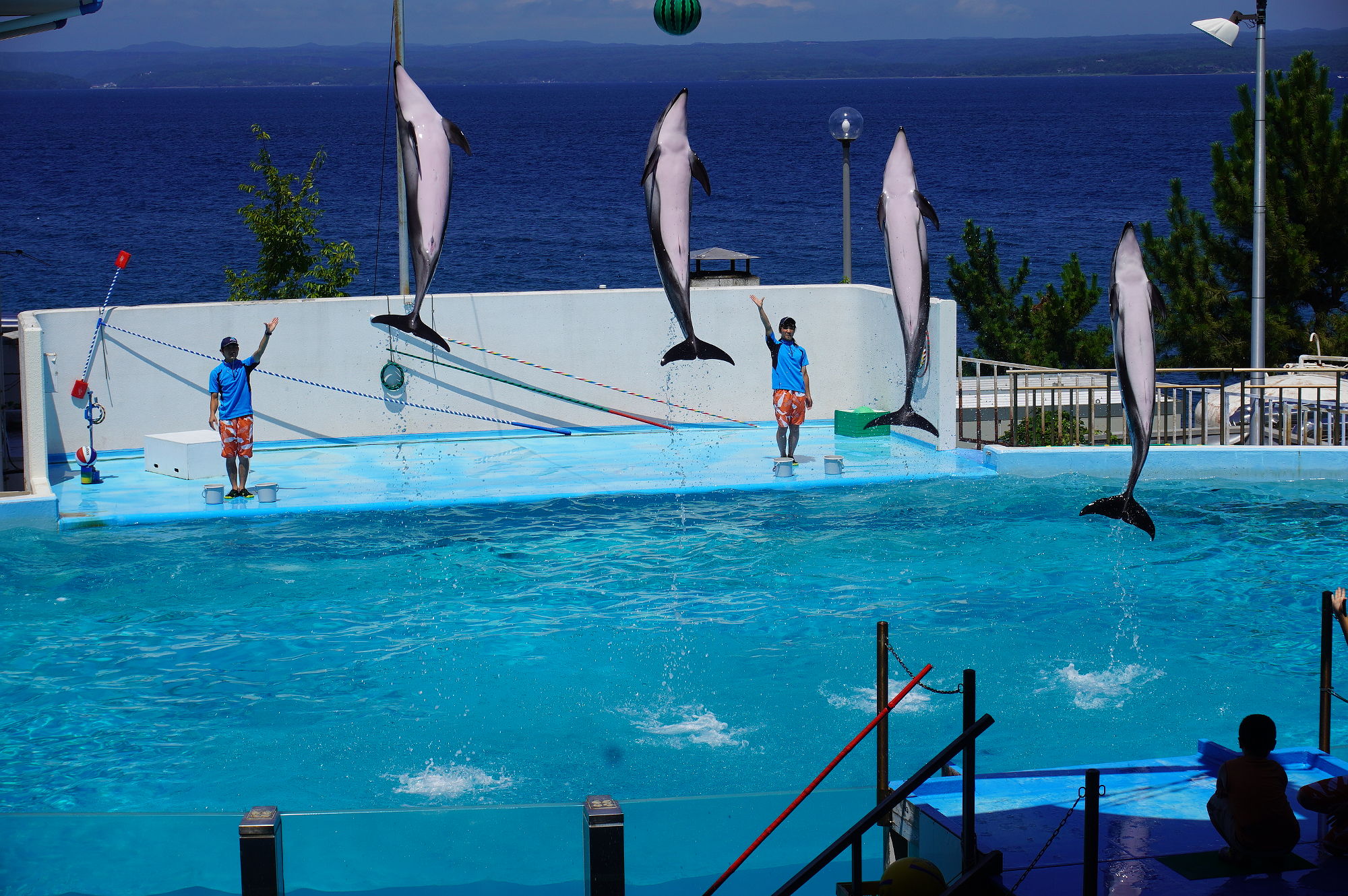 のとじま水族館「イルカ」