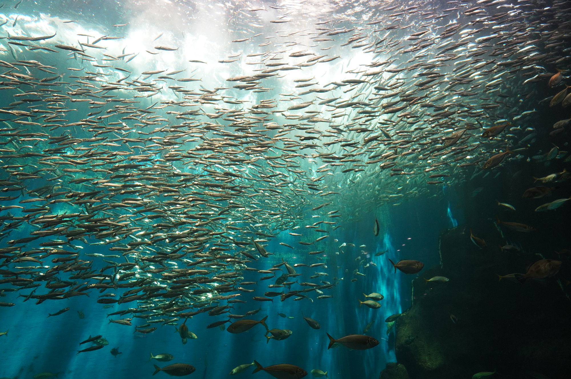 のとじま水族館「イワシ」