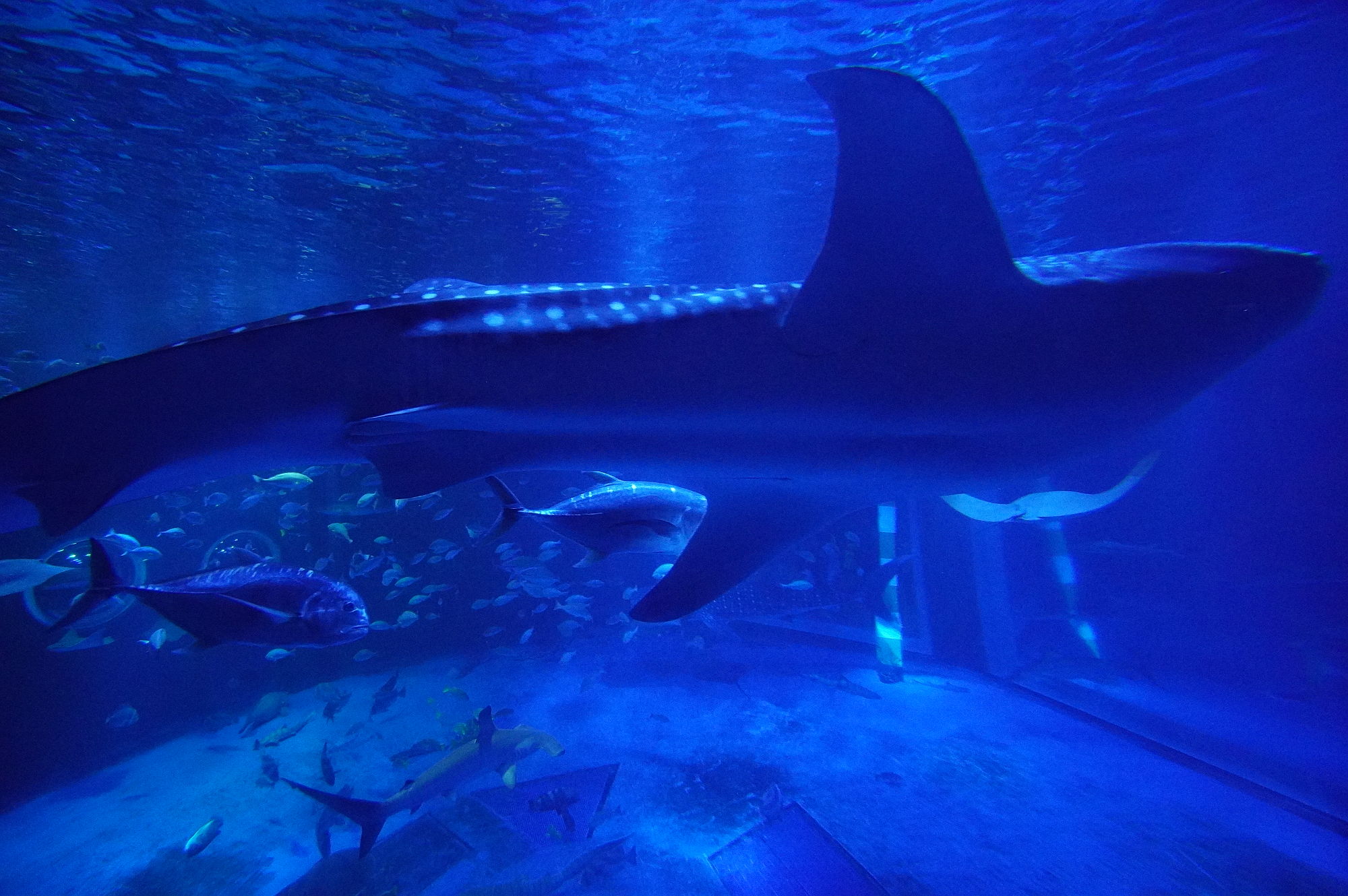 のとじま水族館「ジンベエザメ」