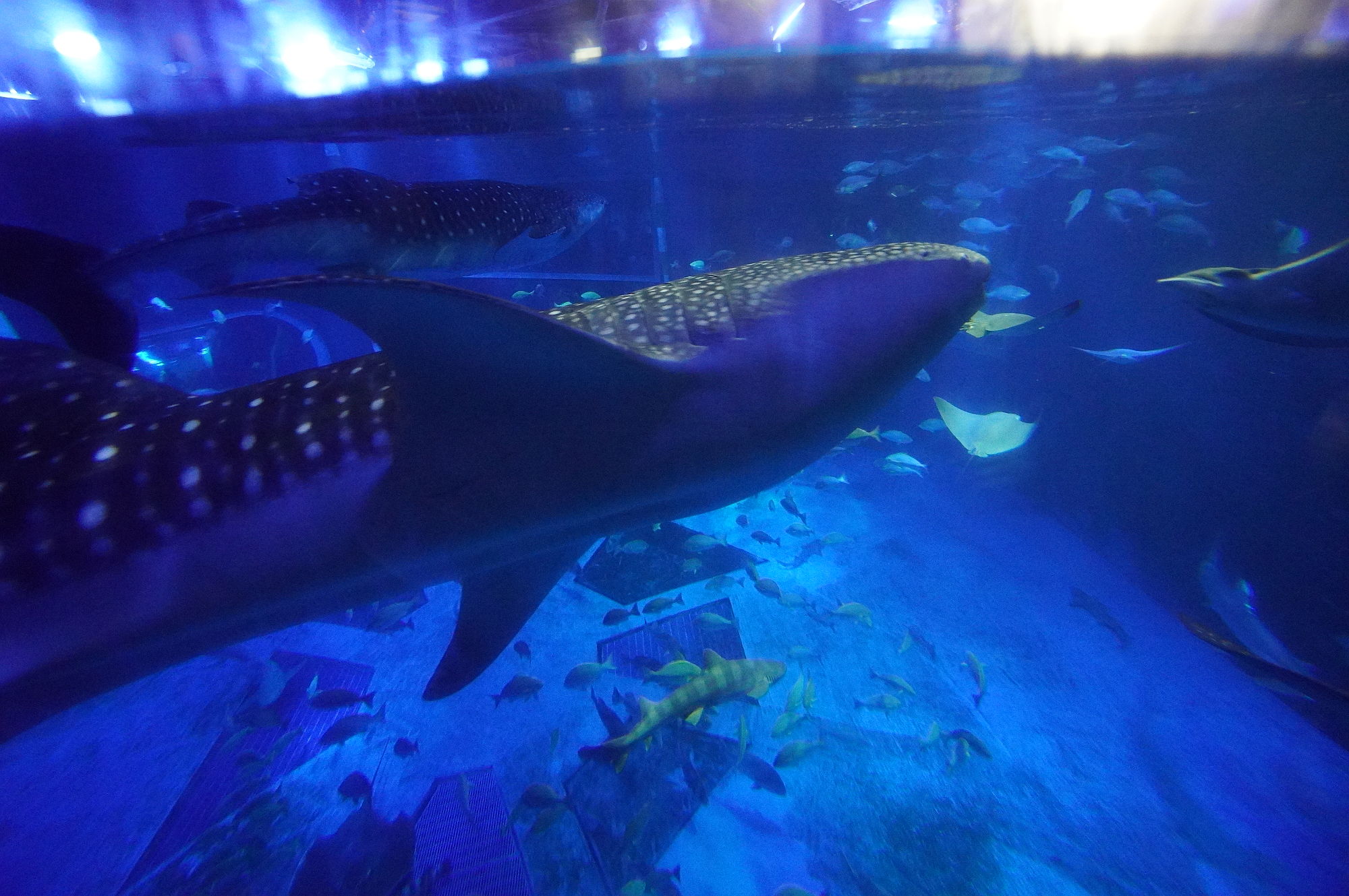 のとじま水族館「ジンベエザメ」