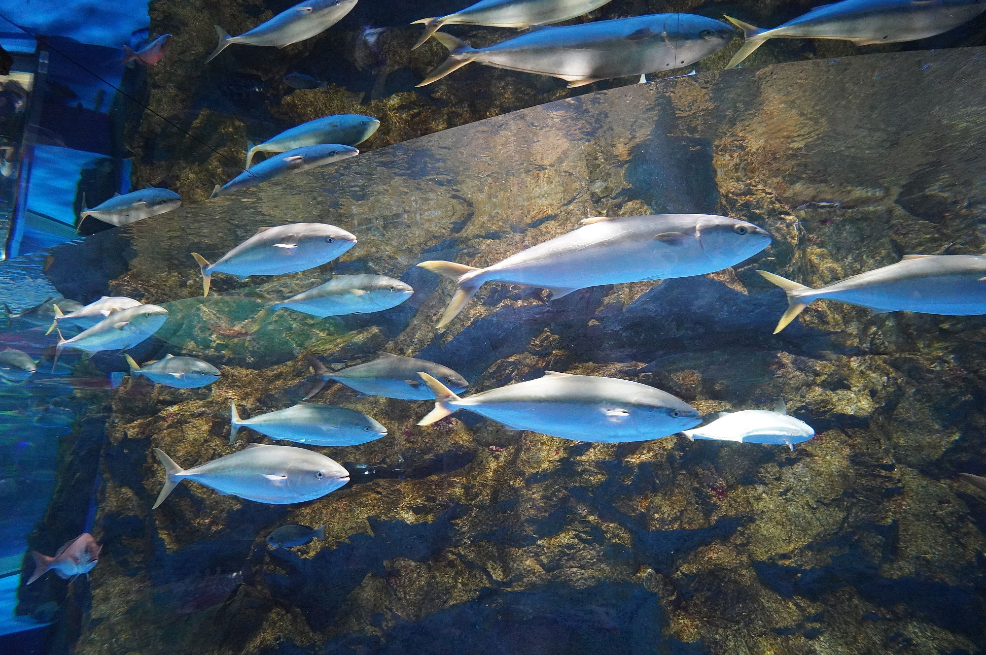 のとじま水族館「マグロ」