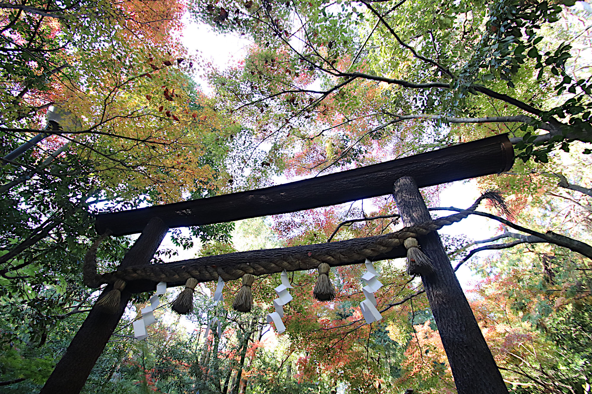 野宮神社の黒木鳥居