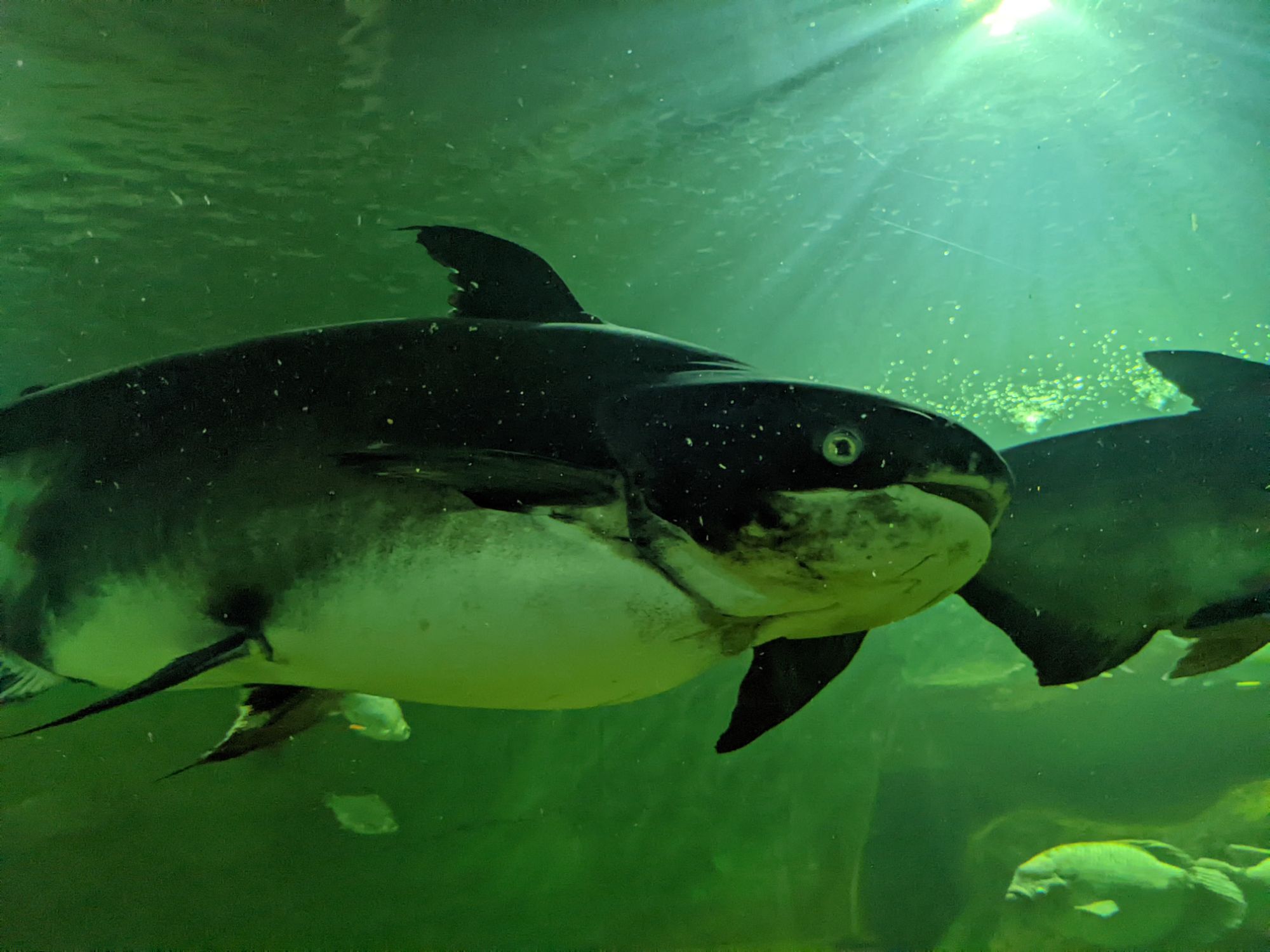 チェンマイ水族館