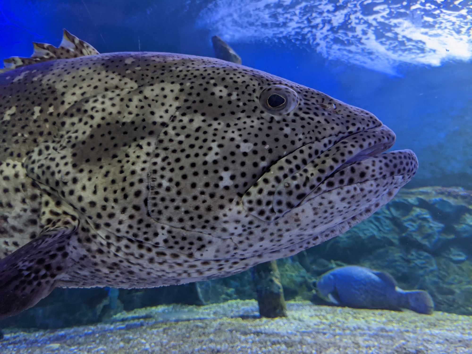 チェンマイ水族館