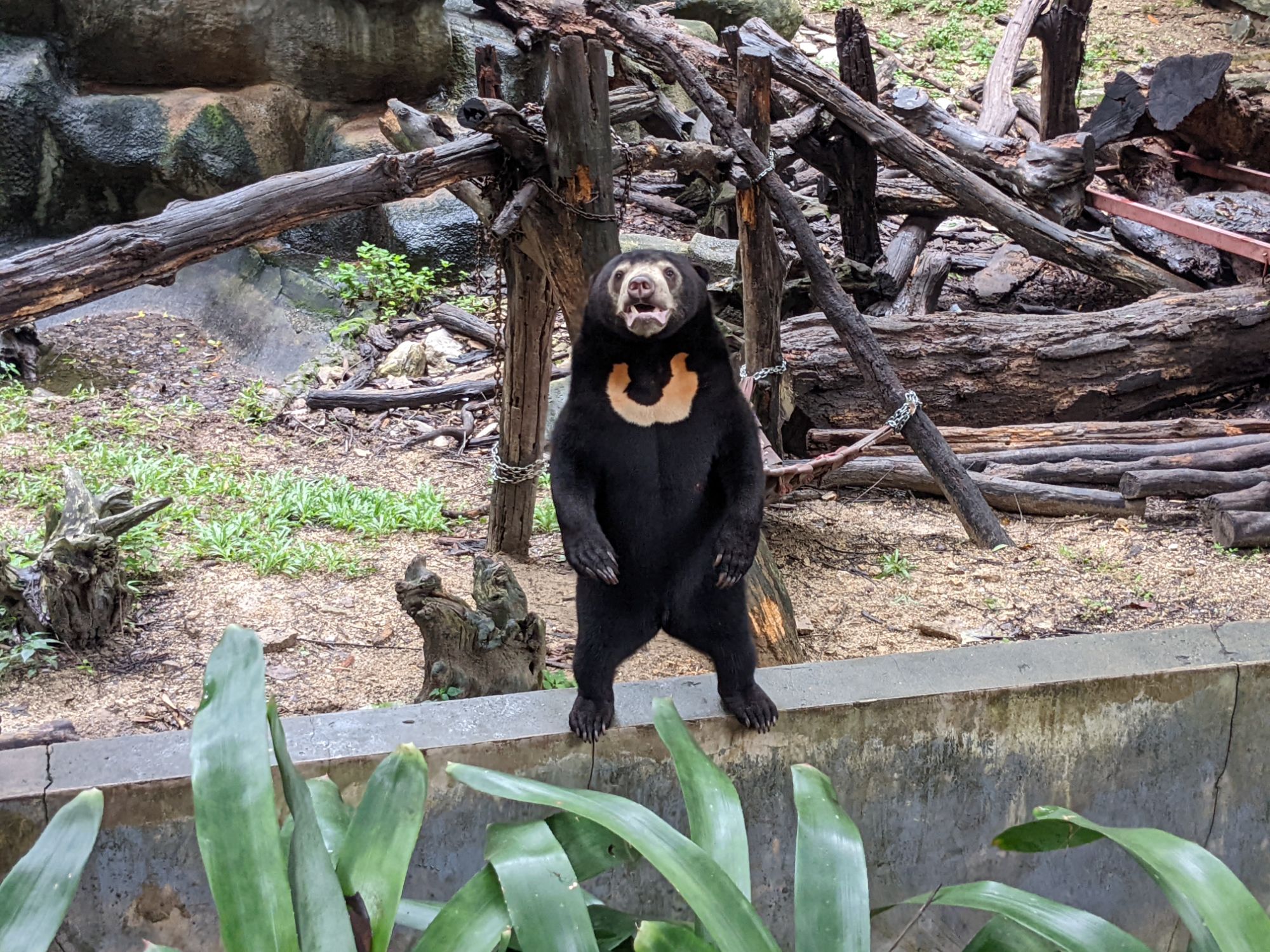 チェンマイ動物園のクマ