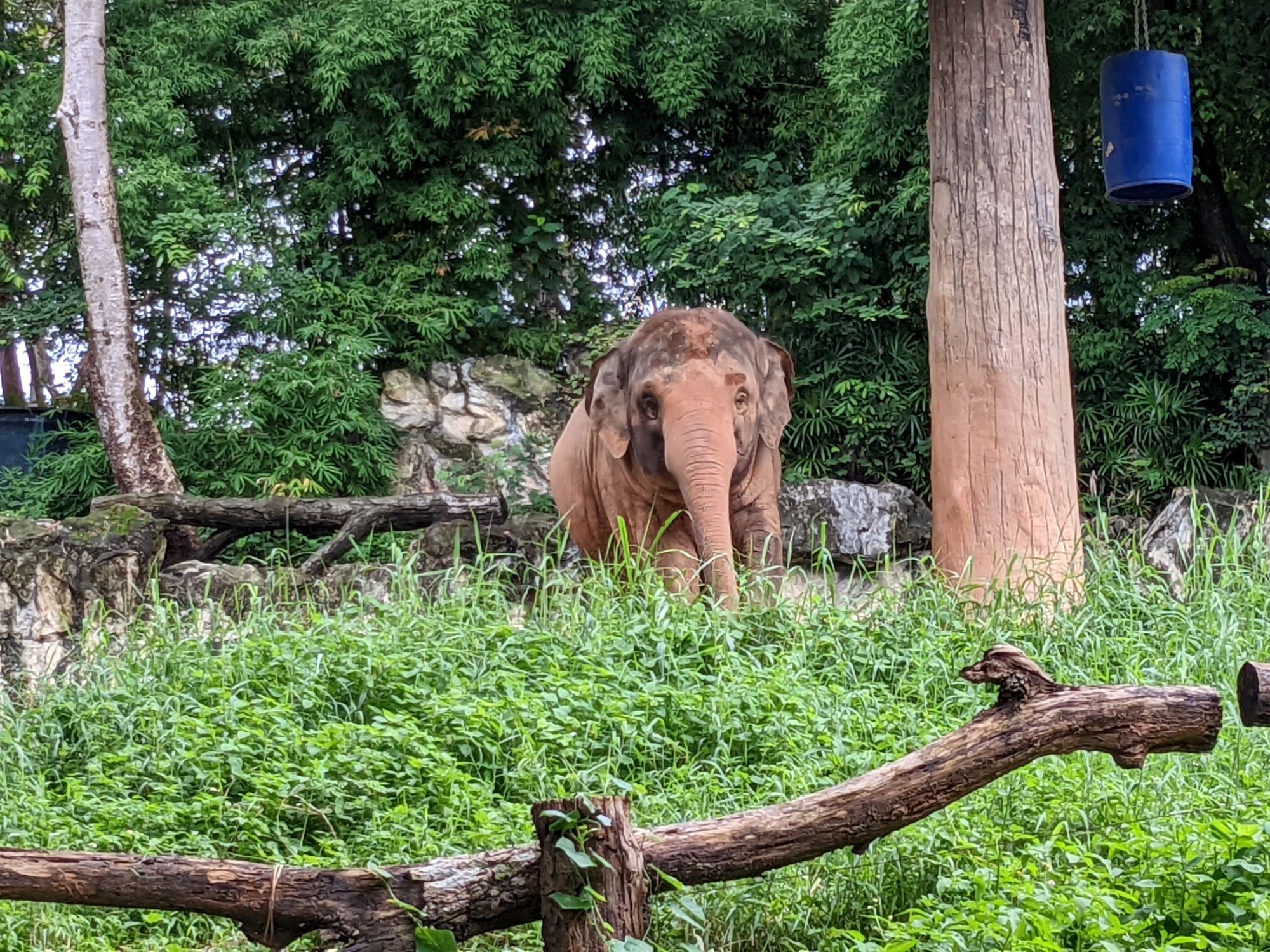 チェンマイ動物園のゾウ