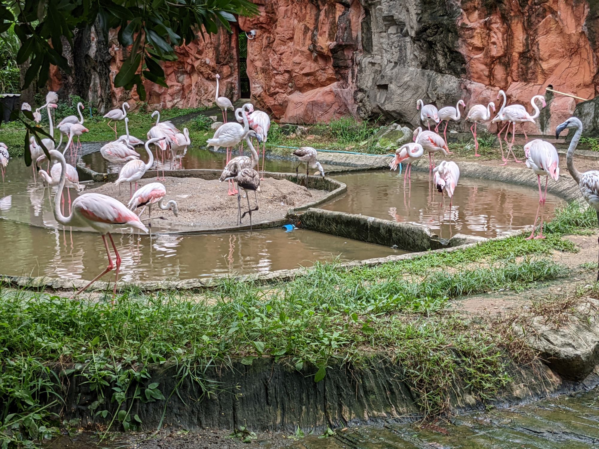 チェンマイ動物園のフラミンゴ