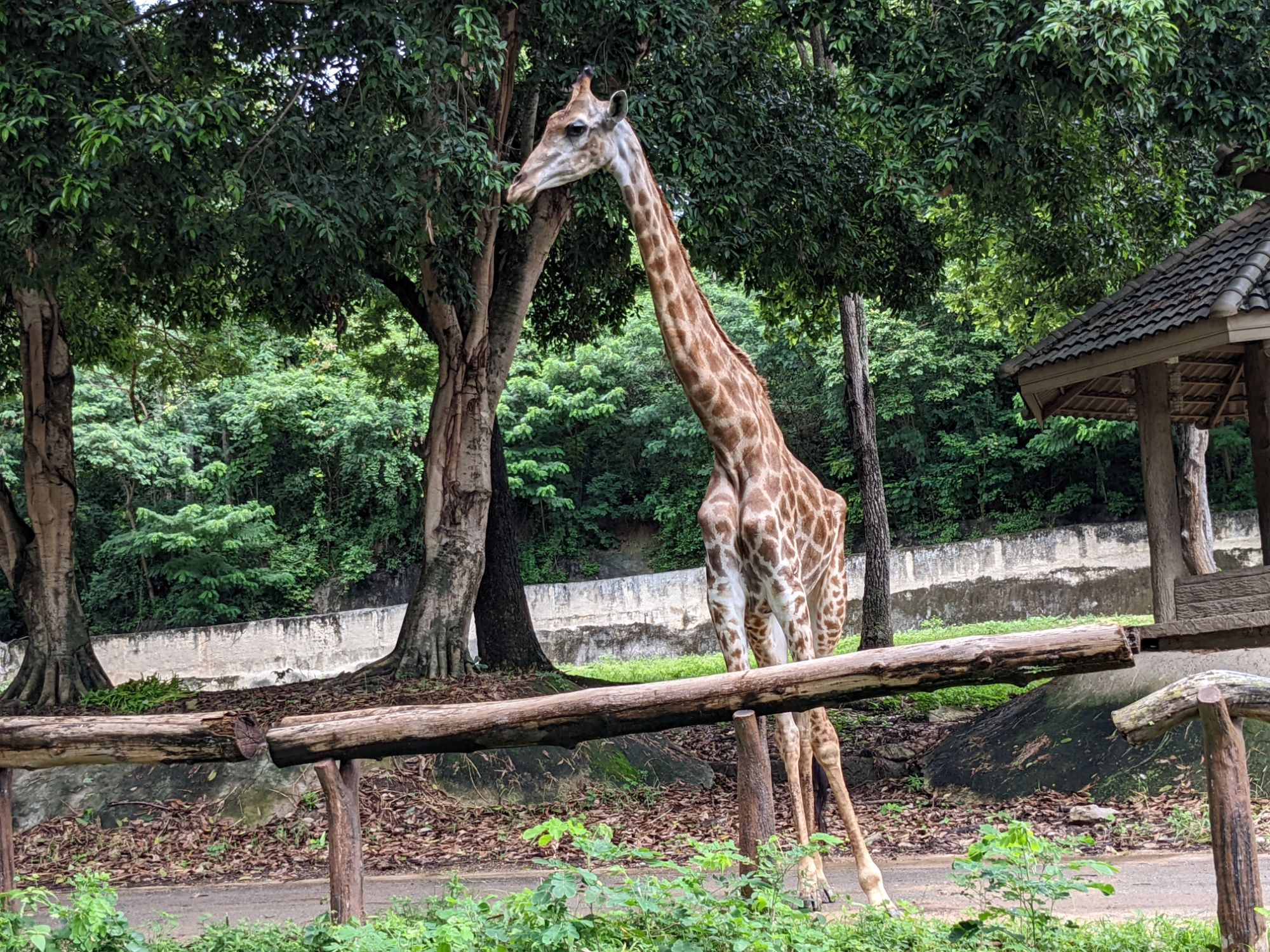 チェンマイ動物園のキリン