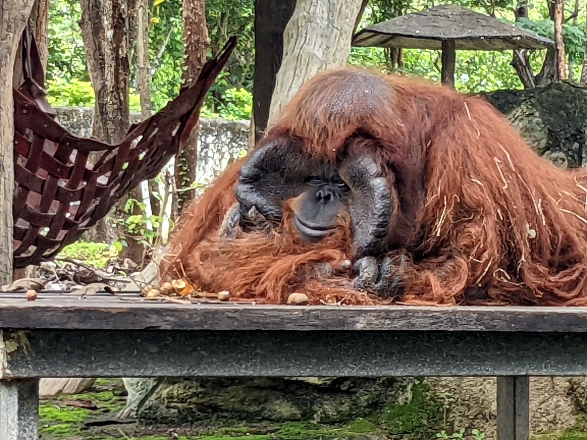 チェンマイ動物園のオランウータン