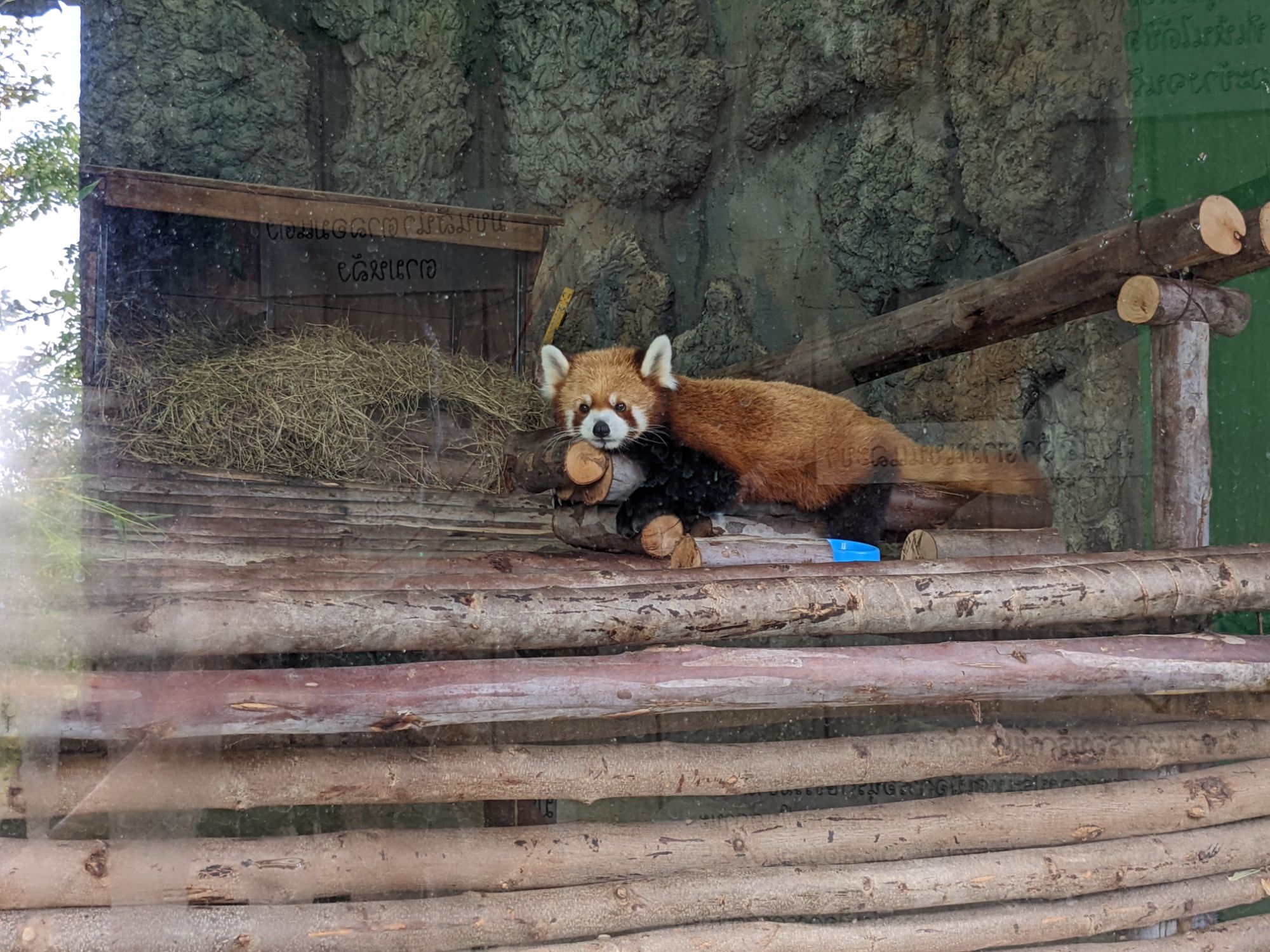 チェンマイ動物園のレッサーパンダ