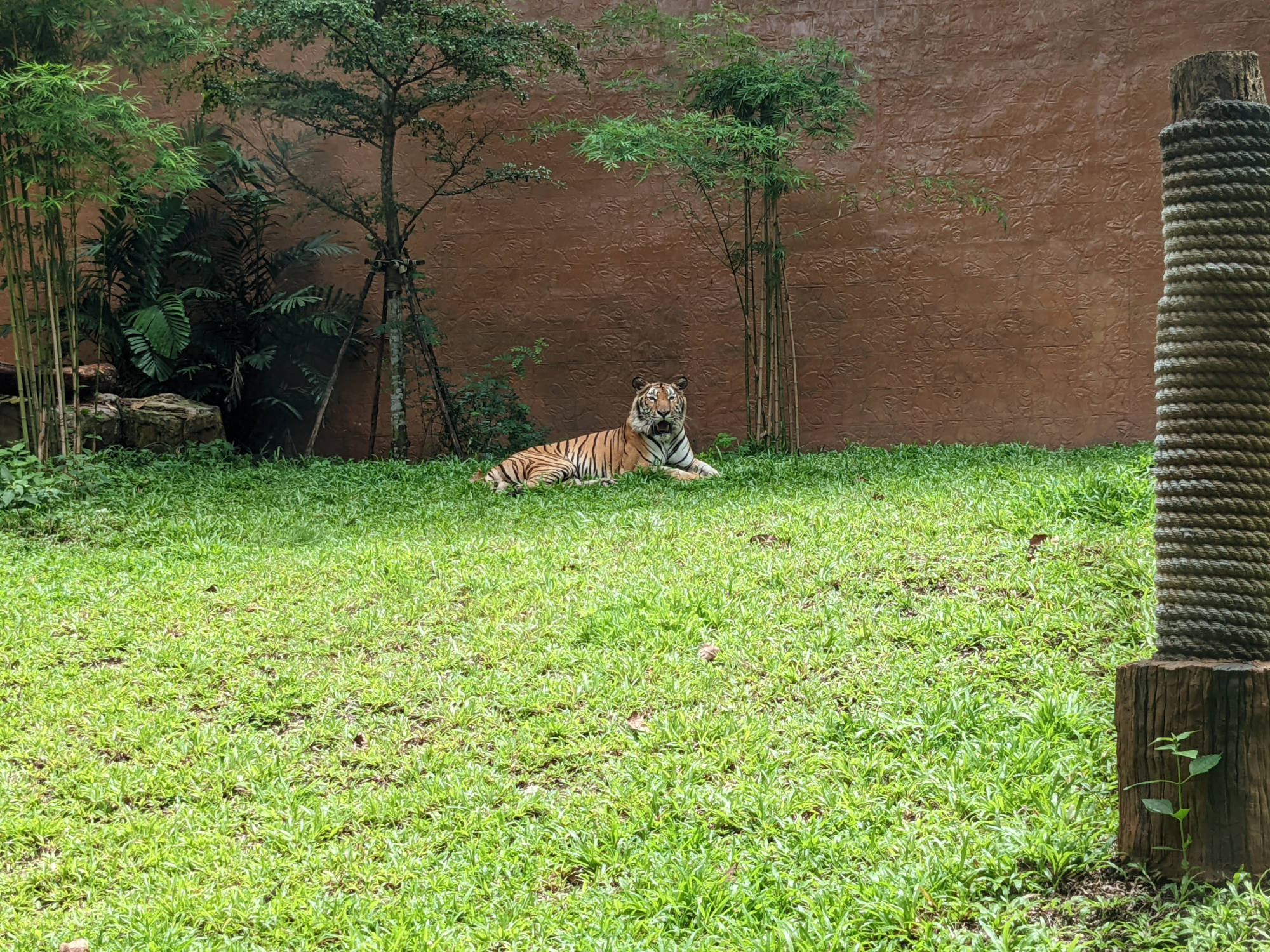 チェンマイ動物園のトラ