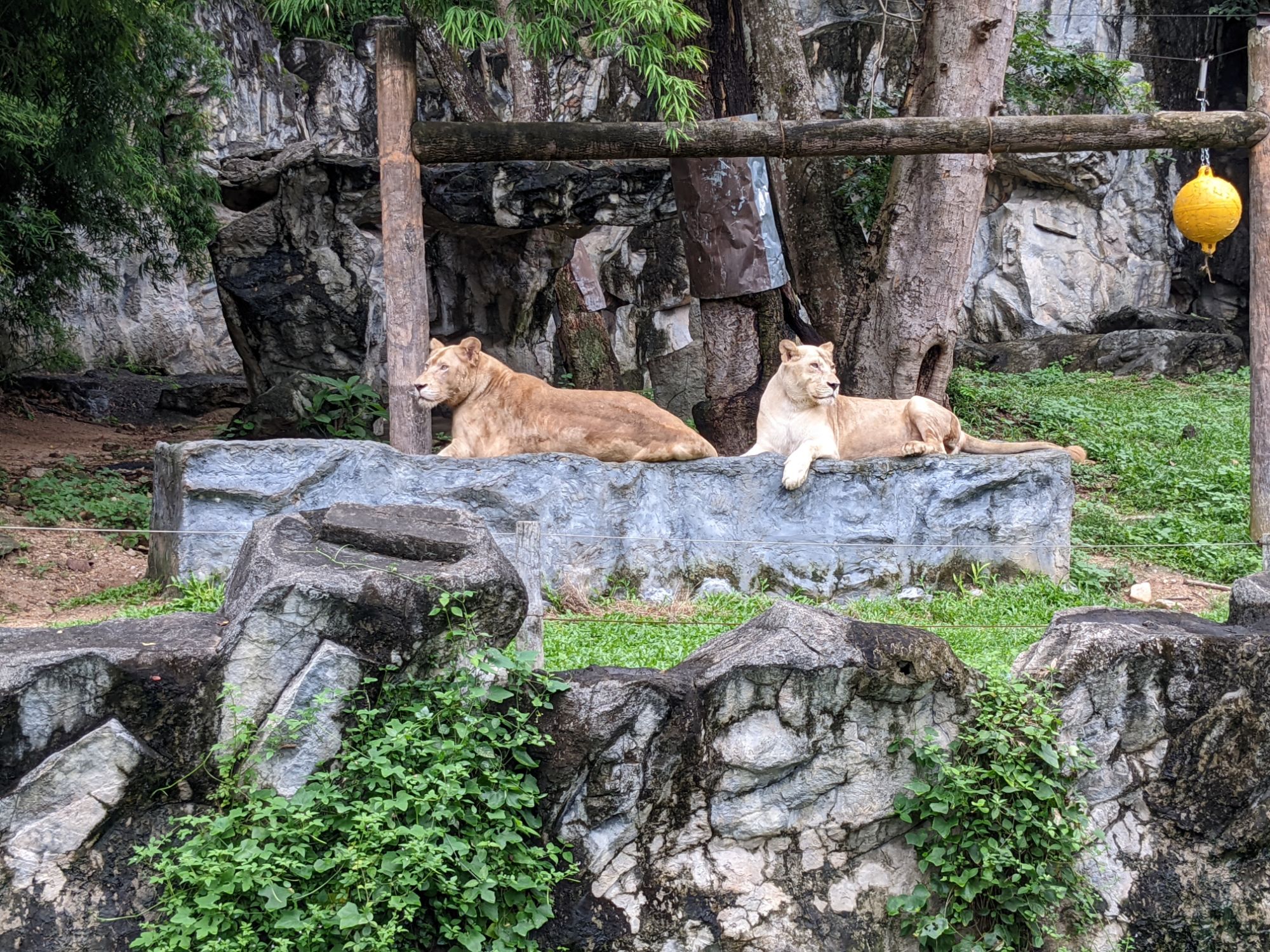 チェンマイ動物園のホワイトタイガー