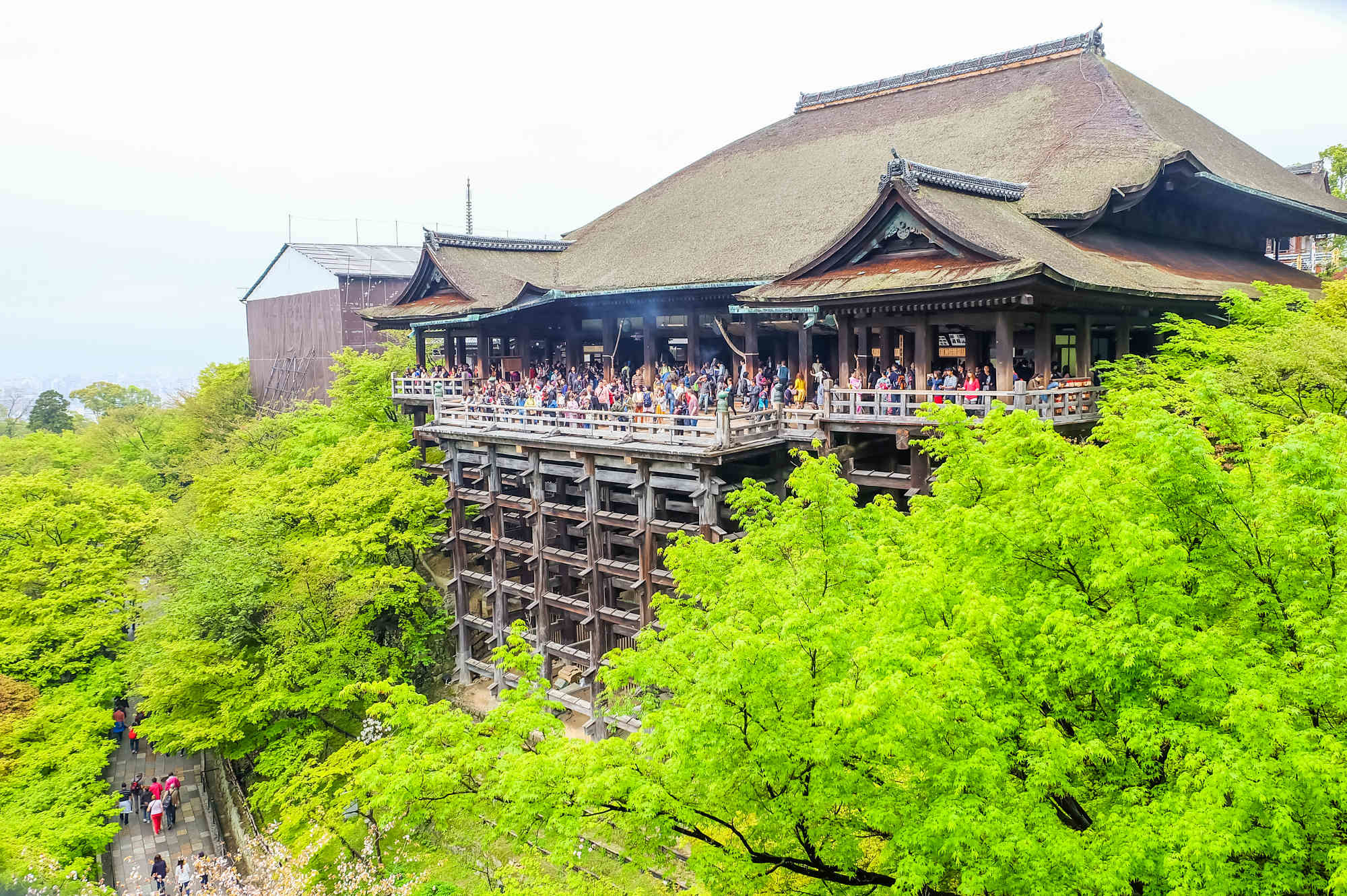 夏の清水の舞台