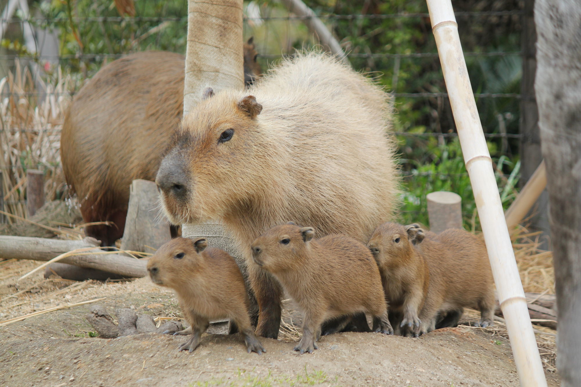 ときわ動物園のカピパラ